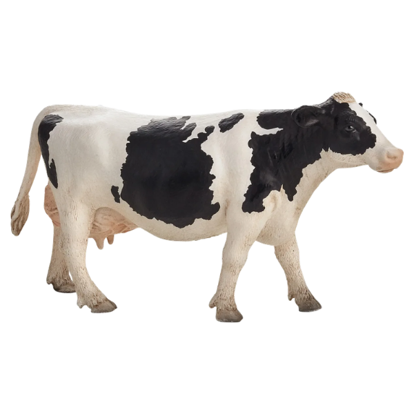 Mojo - Holstein Ko