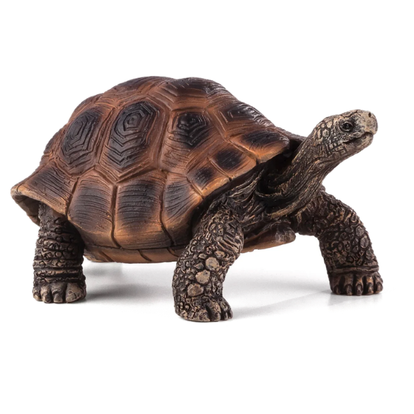 Mojo - Kæmpe skildpadde