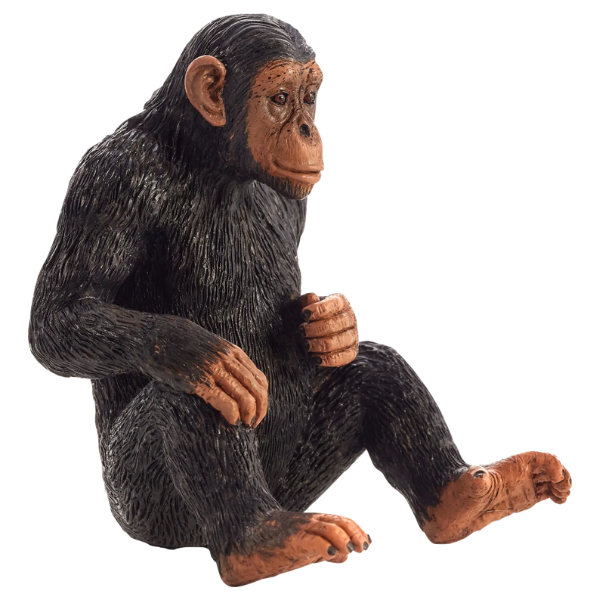 Mojo - Chimpanse
