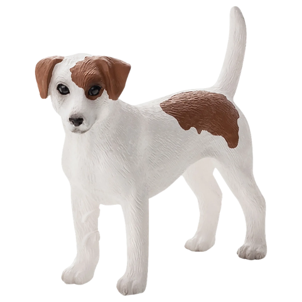 Mojo Jack russel terrier