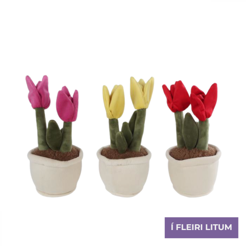 Take me home - Tulipan